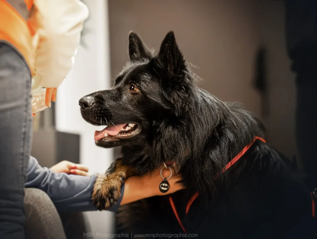 CHIEN DE RECHERCHE DE PERSONNES DISPARUES IDF RACE