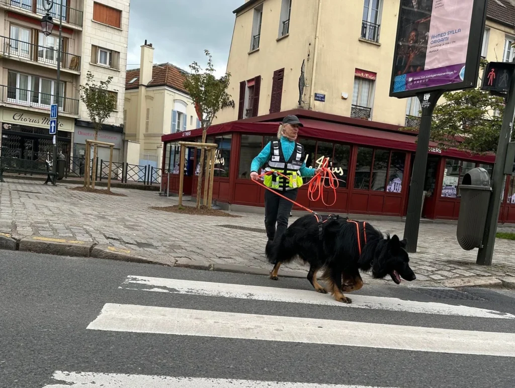 CHIEN DE RECHERCHE DE PERSONNES DISPARUES IDF PRÉREQUIS