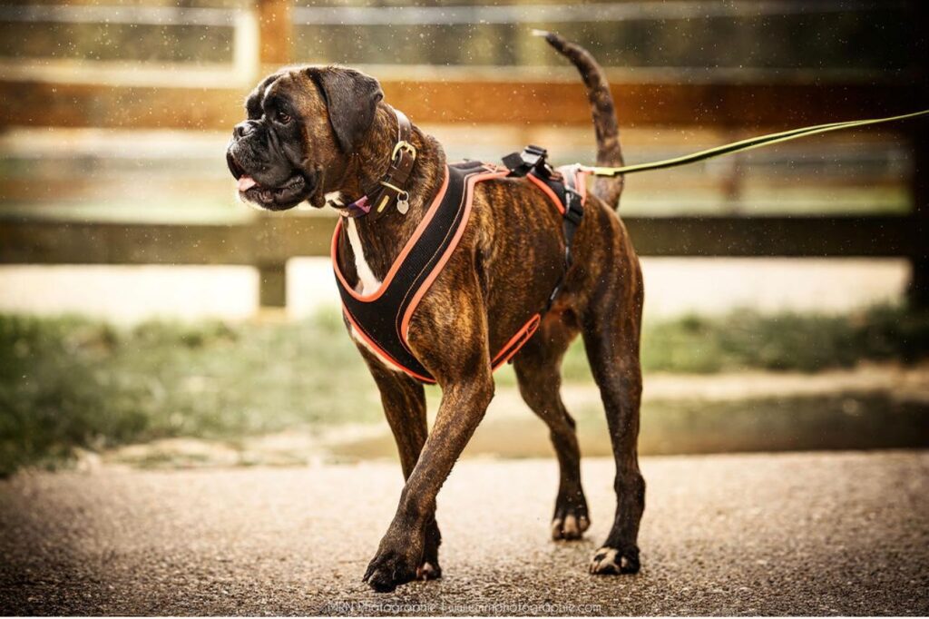 CHIEN DE RECHERCHE ENDURANCE