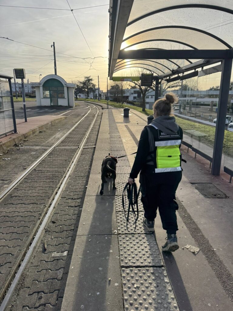 CHIEN DE RECHERCHE IDF ENTRAINEMENT