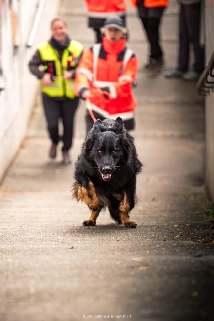 CHIEN DE RECHERCHE OPÉRATIONNEL EXAMEN