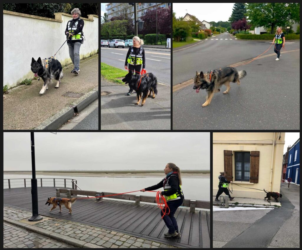 CHIEN DE RECHERCHE PERSONNE DISPARUE BILAN 2025