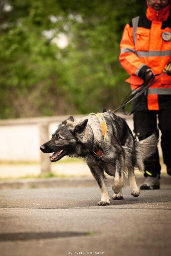 CHIEN DE RECHERCHE PERSONNE DISPARUE PISTE