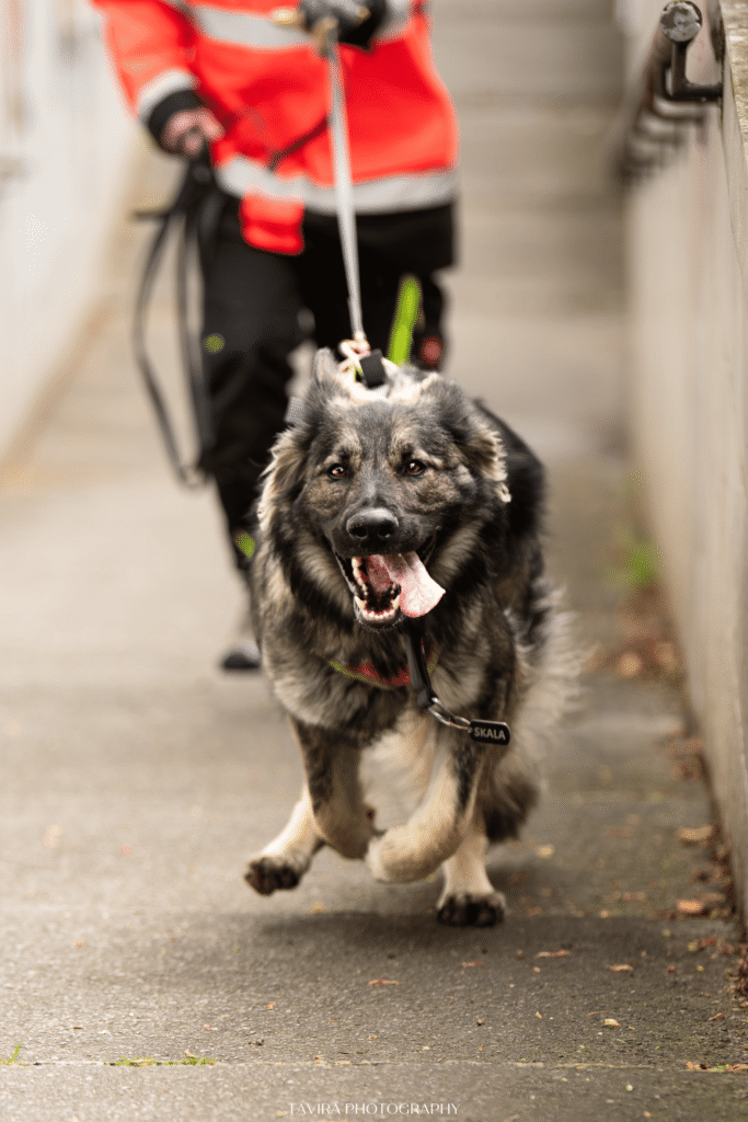 CHIEN DE RECHERCHE WILL TO GO