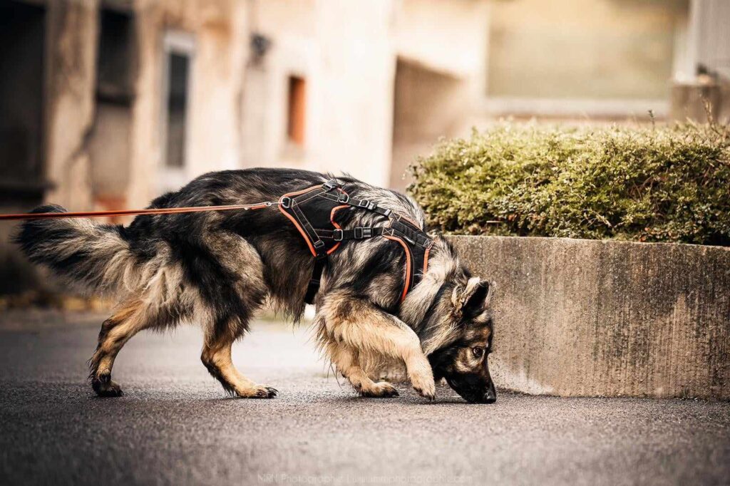 CHIEN DE RECHERCHE PUISSANCE OLFACTIVE