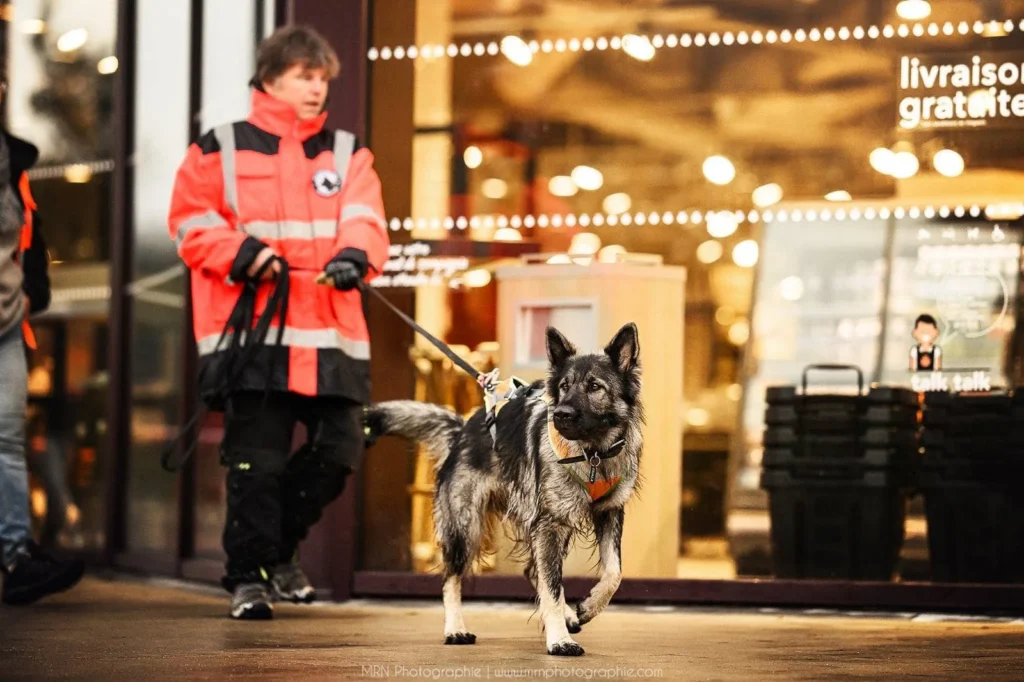 CHIEN DE RECHERCHE RECHERCHE PERSONNE DISPARUE OLIVIER MISSIN