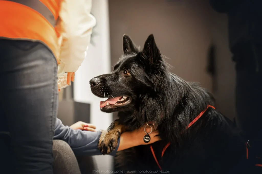 CHIEN DE RECHERCHE PERSONNE DISPARUE IDF