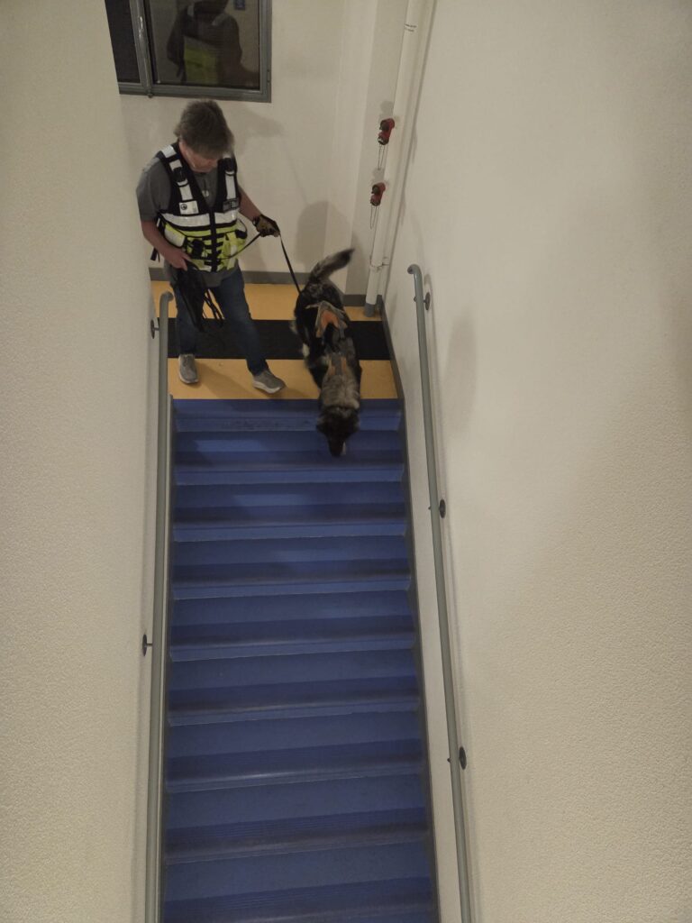 CHIEN DE RECHERCHE BRIGADE JUDICIAIRE