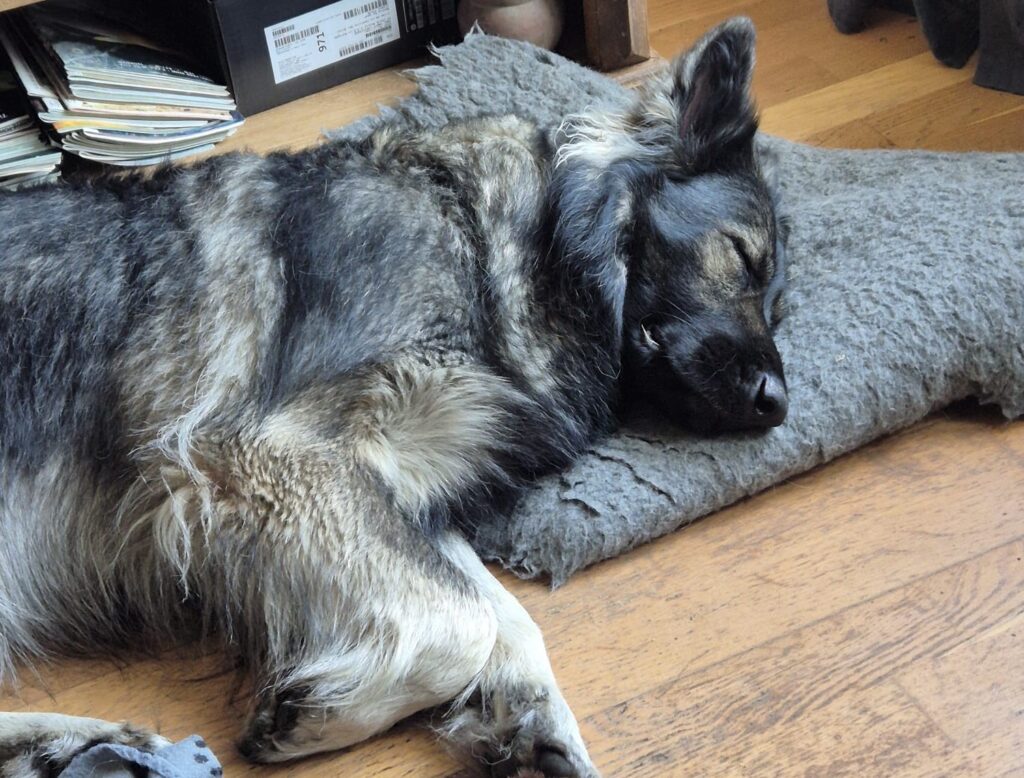 CHIEN DE RECHERCHE IDF CHENIL DOMICILE