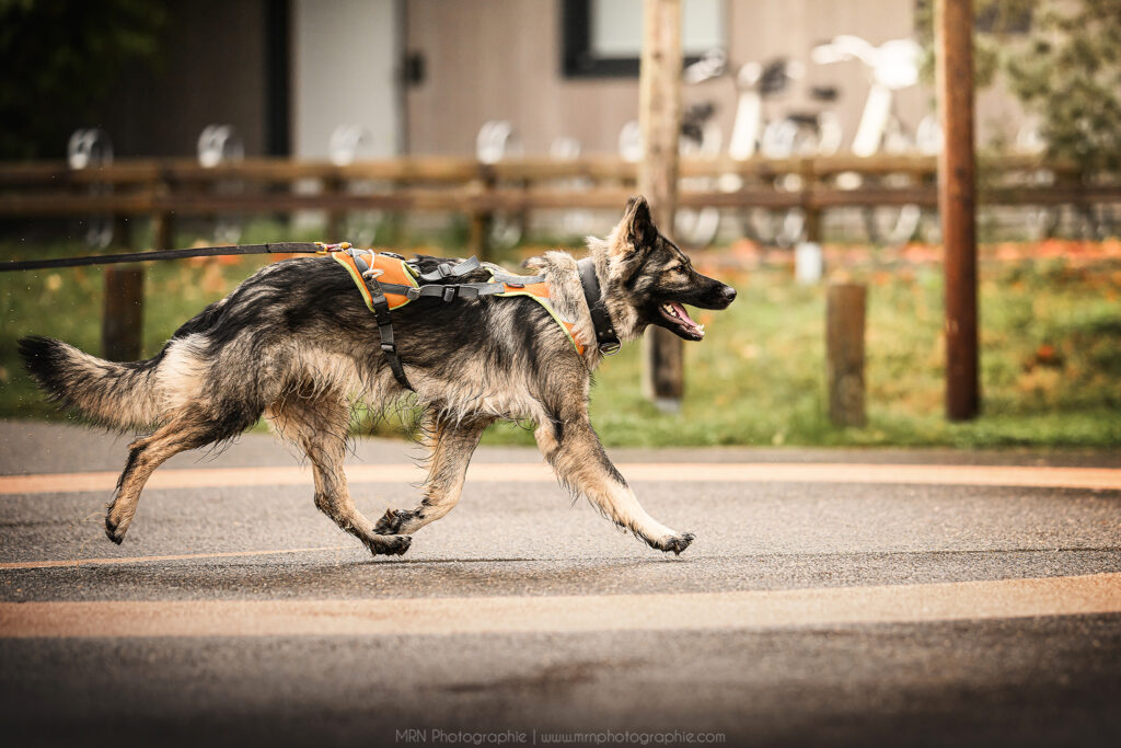 CHIEN DE RECHERCHE IDF INTERVENTION BINOME
