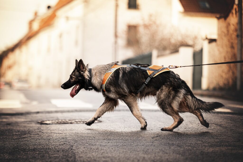 CHIEN DE RECHERCHE IDF