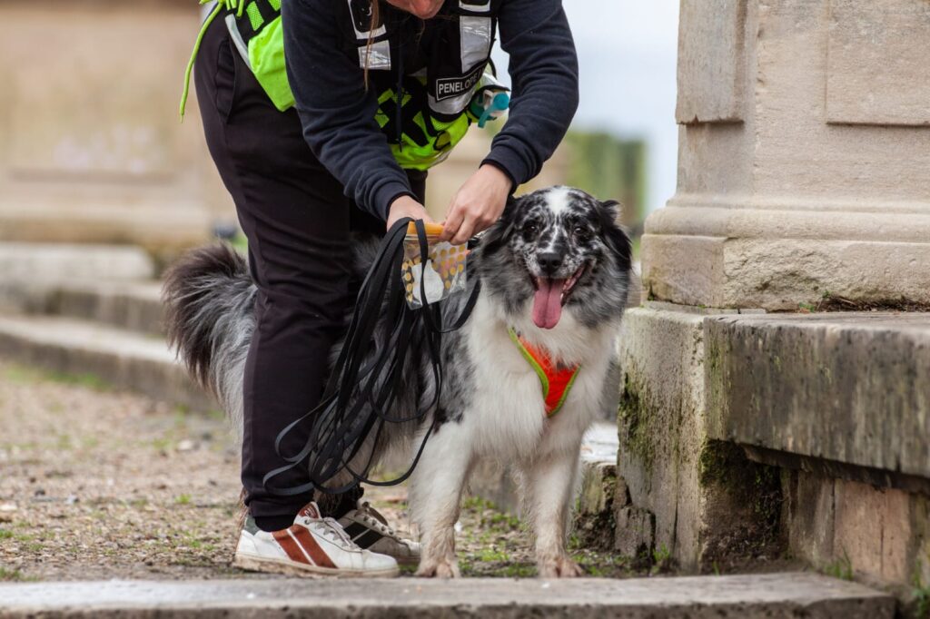 CHIEN DE RECHERCHE IDF POINT DÉPART