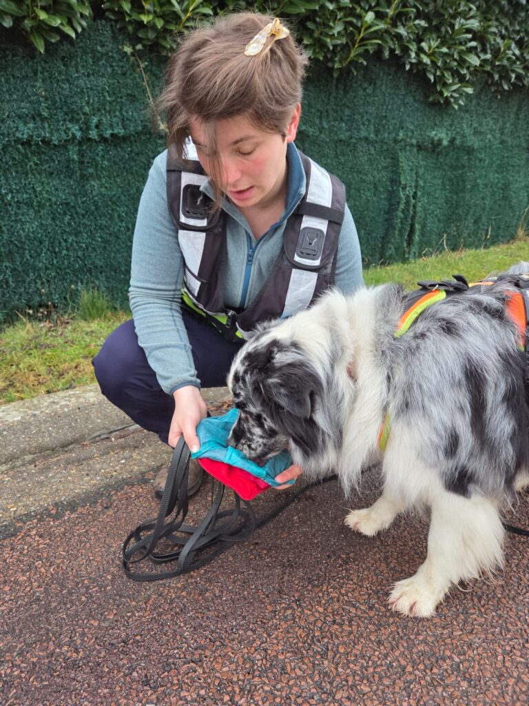 CHIEN DE RECHERCHE IDF RELATION BINOME