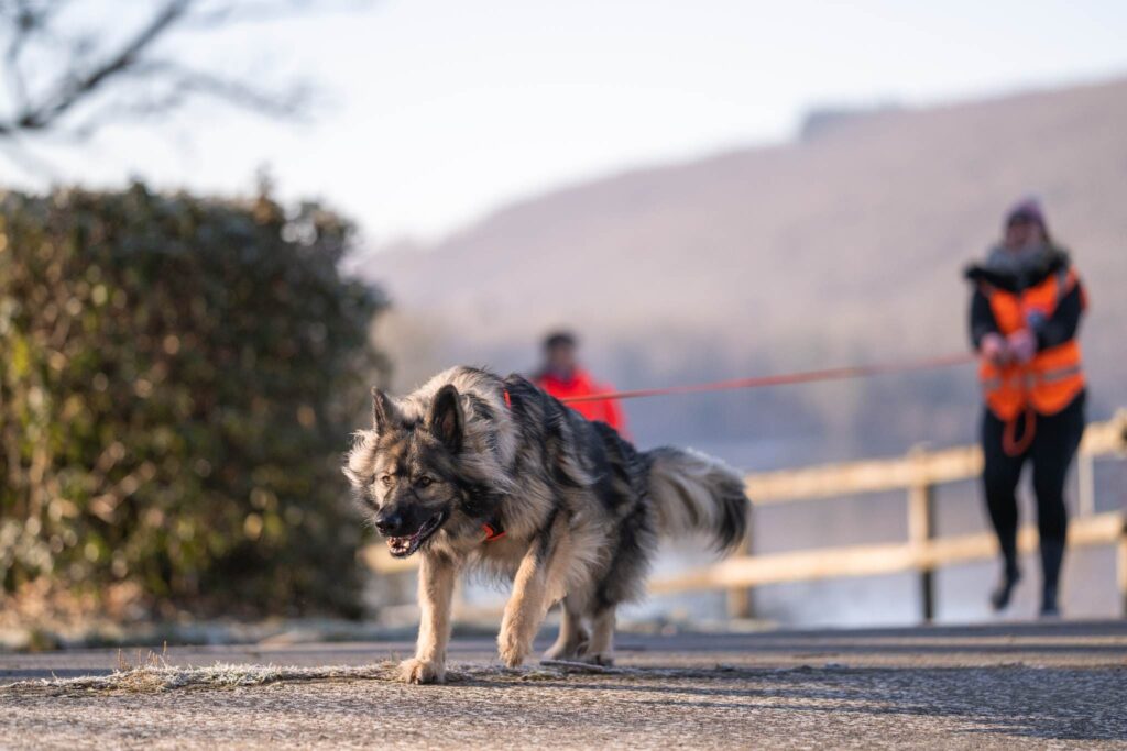 CHIEN DE RECHERCHE PISTE PERSONNE DISPARUE