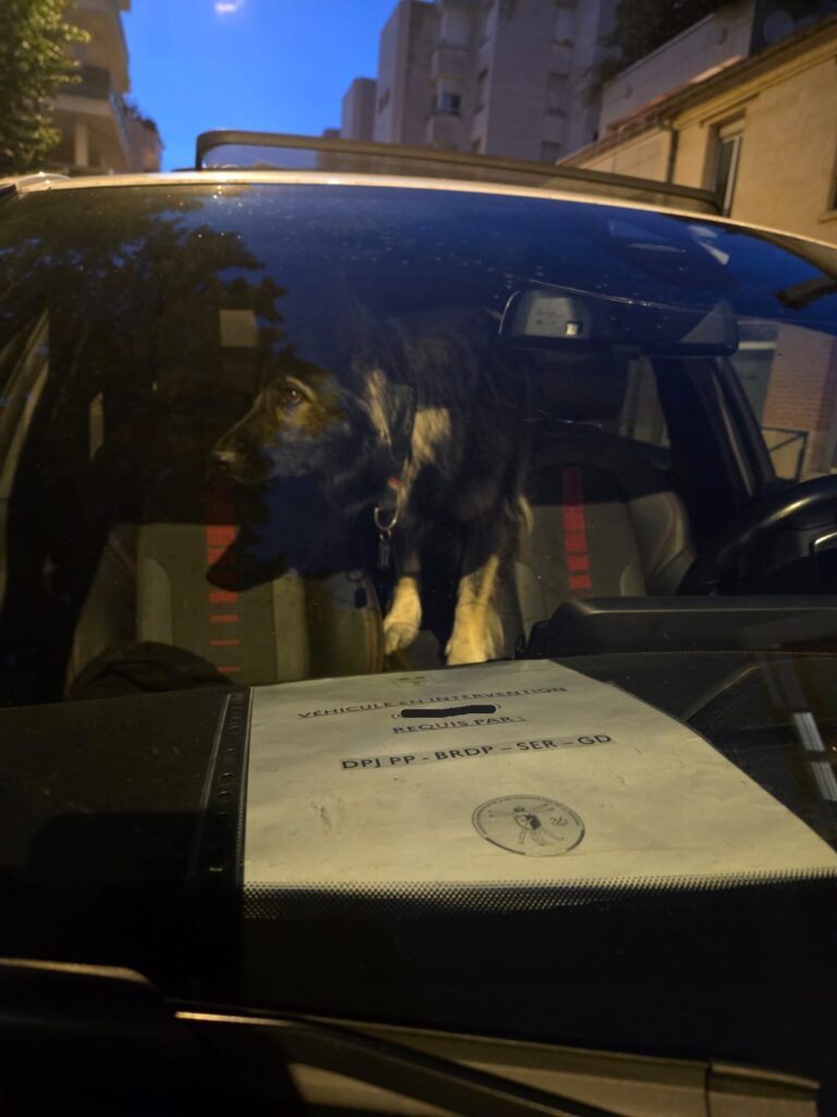 CHIEN DE RECHERCHE PERSONNE DISPARUE PJ