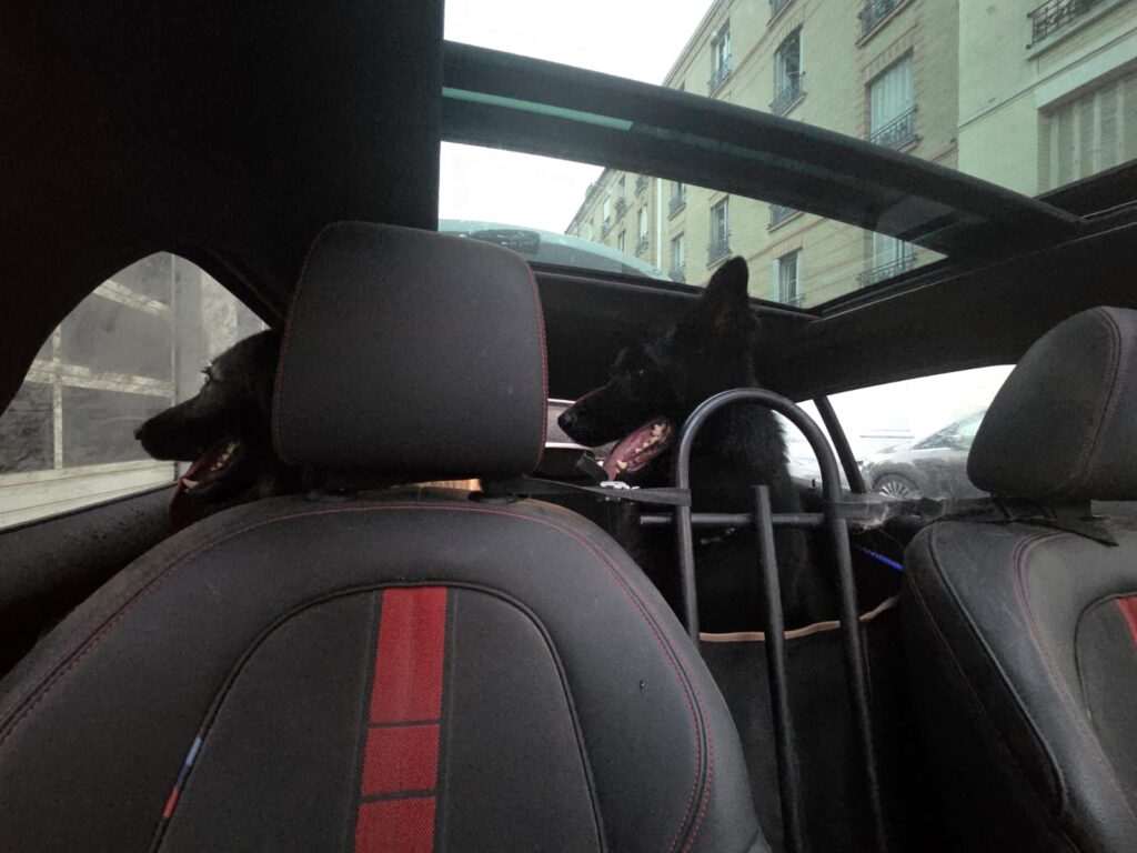 CHIEN DE RECHERCHE POLICE JUDICIAIRE BRDP