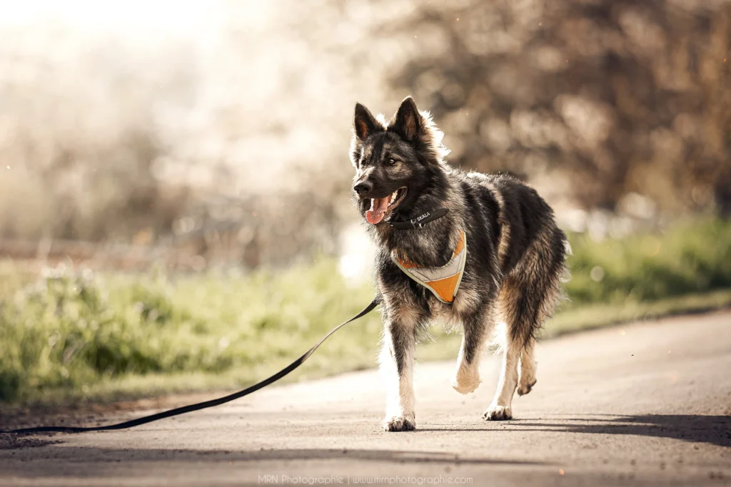 CHIEN DE RECHERCHE DE PERSONNES DISPARUES IDF SKALA 50 INTERVENTIONS