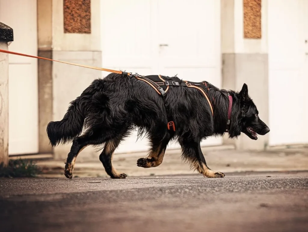 CHIEN DE RECHERCHE DE PERSONNES DISPARUES GOTHAM