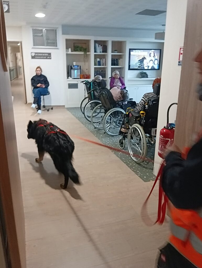 CHIEN DE RECHERCHE IDF INDOOR OUTDOOR