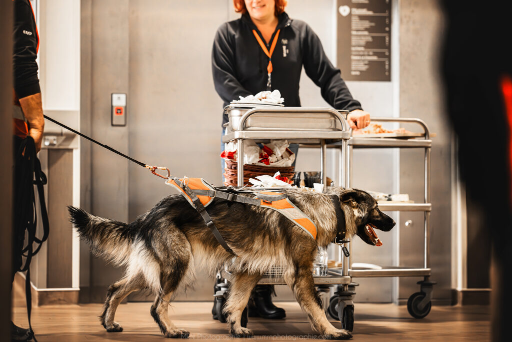 CHIEN DE RECHERCHE IDF MILIEUX INTERVENTION