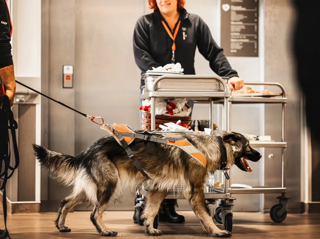 CHIENS DE RECHERCHE IDF INTERVENTIONS