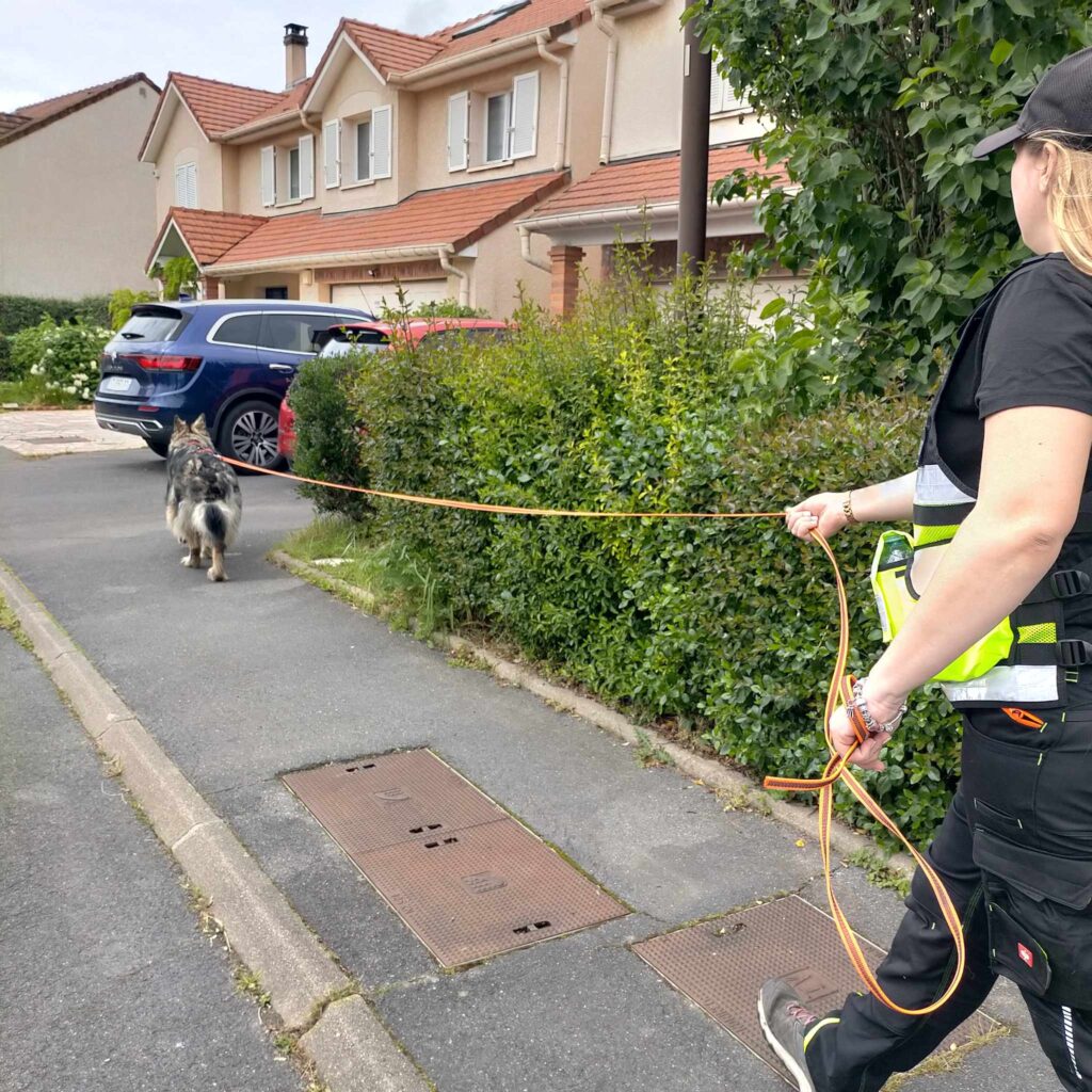 CHIENS DE RECHERCHE IDF ET SECOND CHIEN