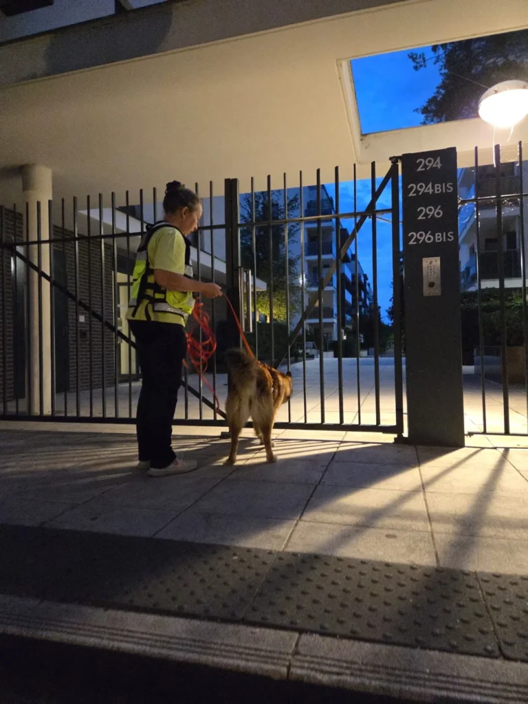 CHIENS DE RECHERCHE INTERVENTION NUIT