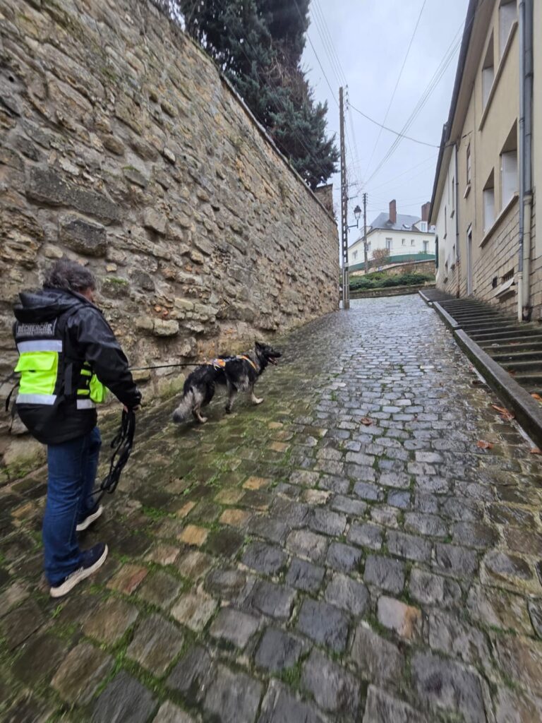 CHIEN DE RECHERCHE DE PERSONNES DISPARUES ILE-DE-FRANCE PISTE HUMIDE