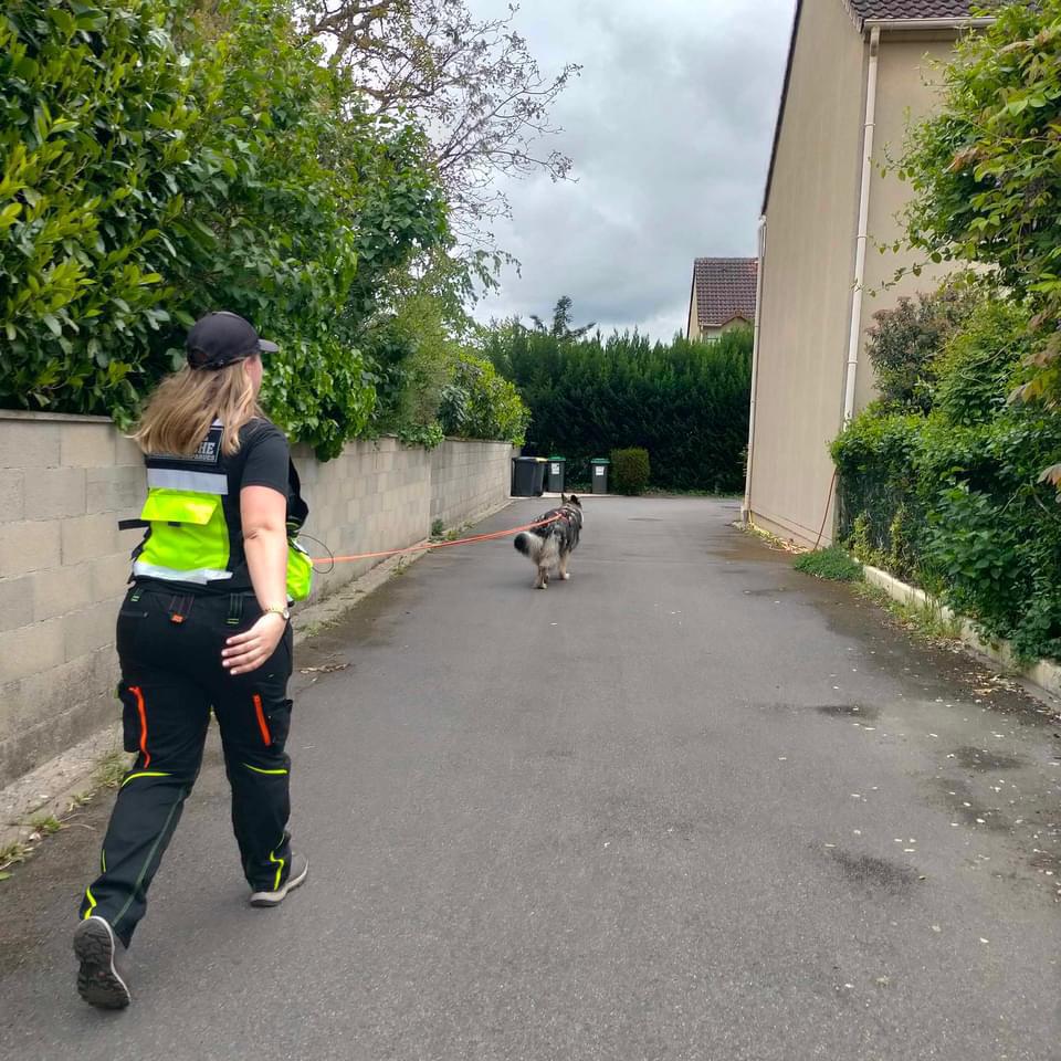 CHIEN DE RECHERCHE DE PERSONNES DISPARUES ILE-DE-FRANCE PISTE CANICULE