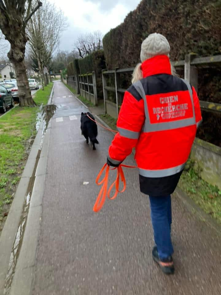 CHIEN DE RECHERCHE DE PERSONNES DISPARUES IDF PISTE PLUIE