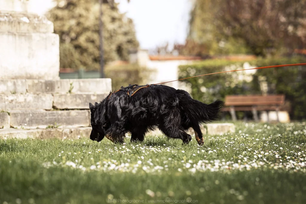 CHIEN DE RECHERCHE DE PERSONNES DISPARUES MANTRAILING GOTHAM