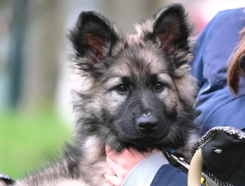 CHIEN DE RECHERCHE DE PERSONNES DISPARUES SKALA